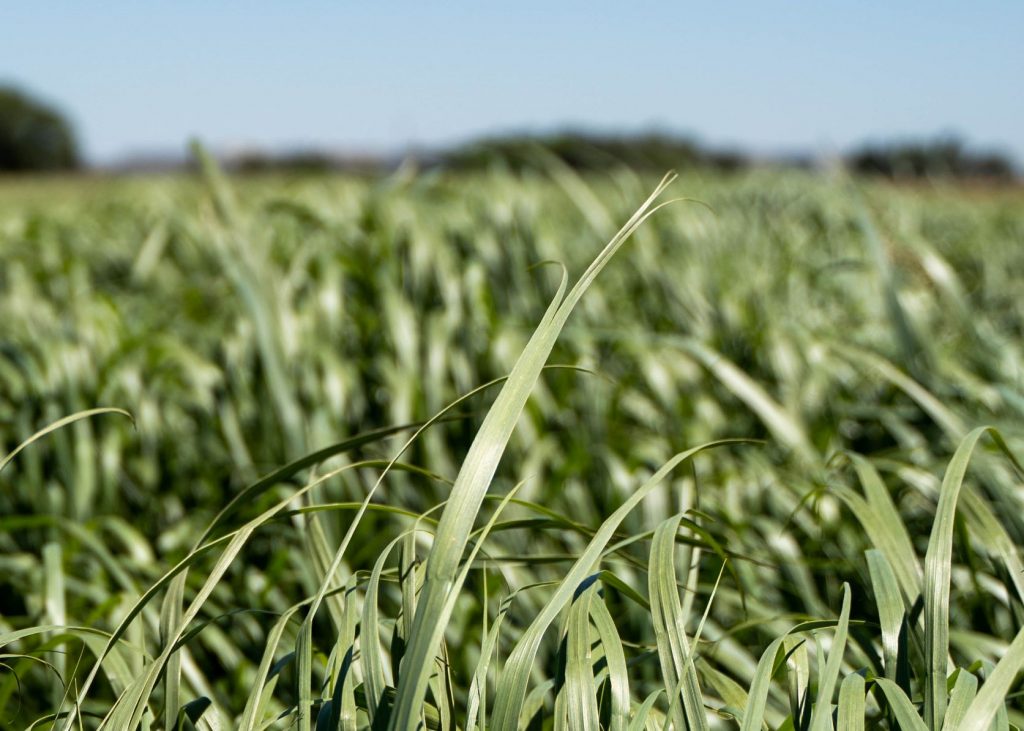 blackwell-switchgrass-johnston-seed-company