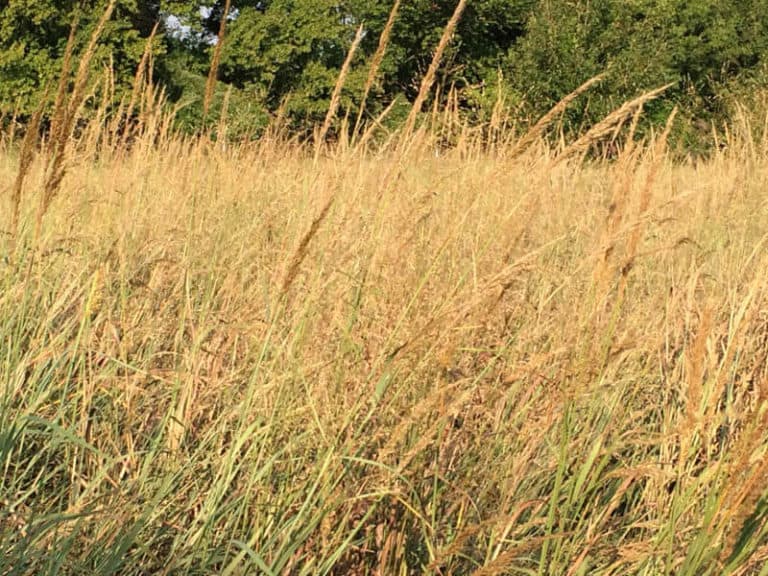 PRAIRIE GOLD NATIVE GRASS MIX - Johnston Seed Company