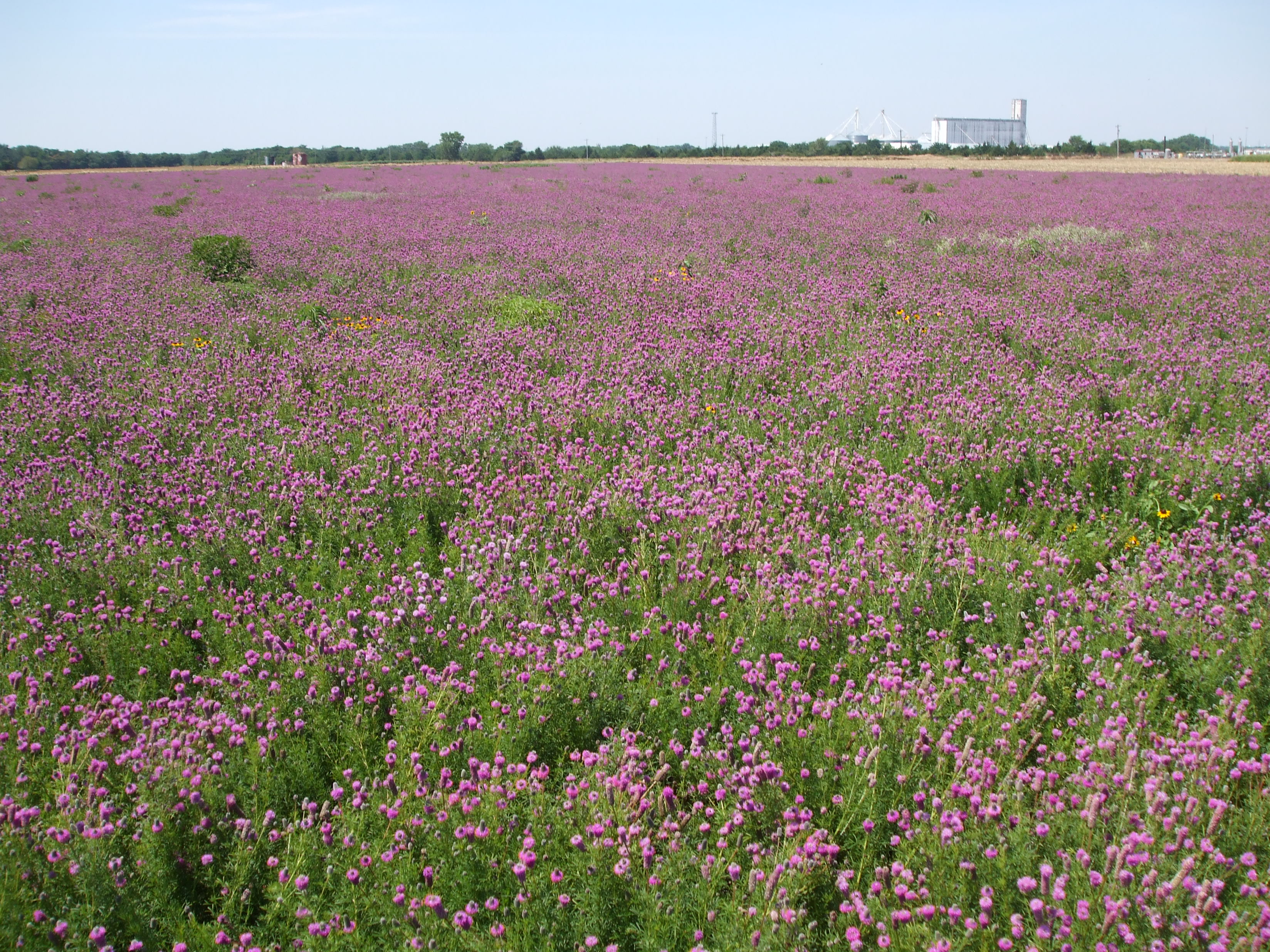 WILDFLOWER MIX - Johnston Seed Company